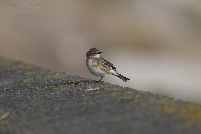 Myrtle Warbler