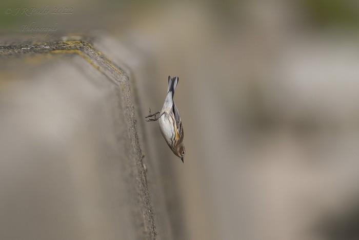 Myrtle Warbler