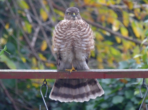 Sparrowhawk
