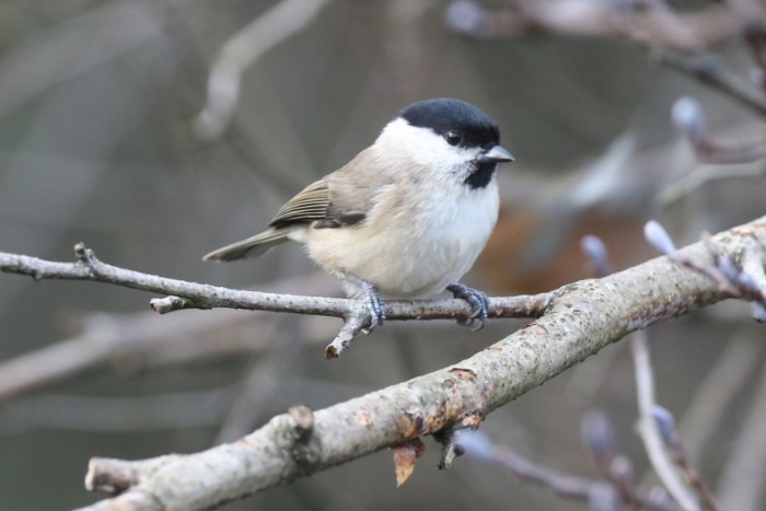 Marsh Tit