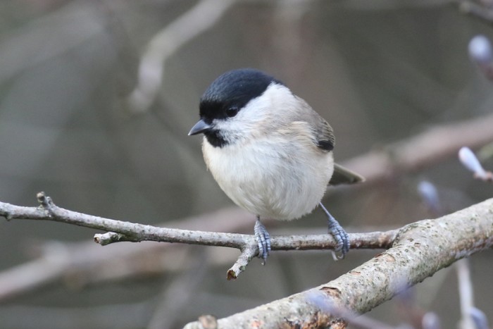 Marsh Tit