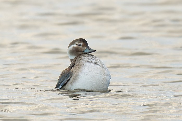 Long-tailed Duck