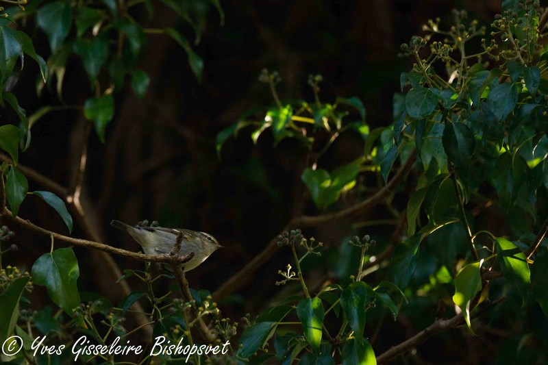 Yellow-browed Warbler