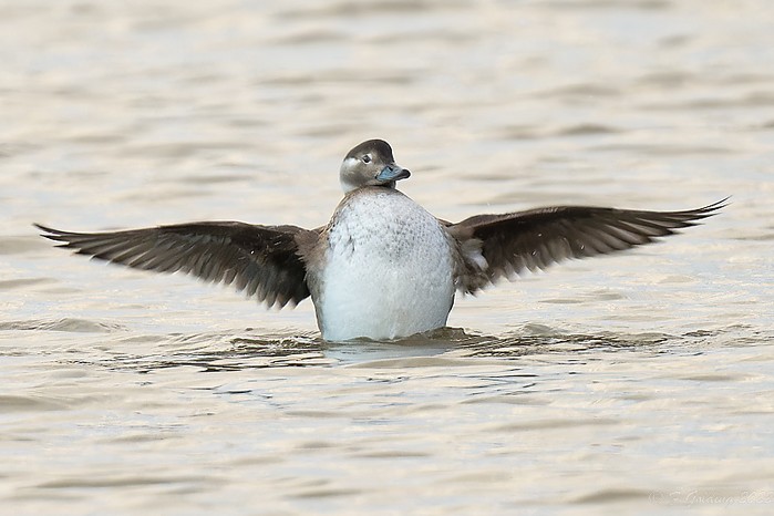 Long-tailed Duck