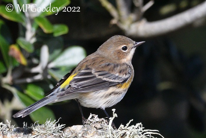 Myrtle Warbler