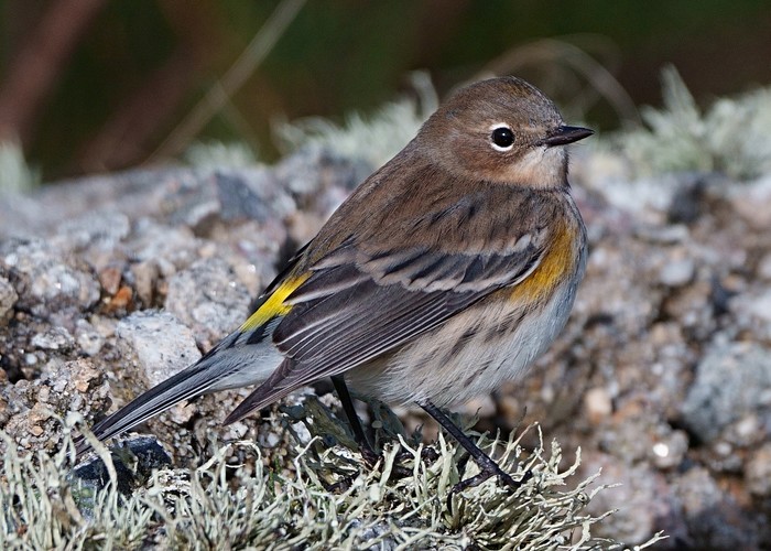 Myrtle Warbler