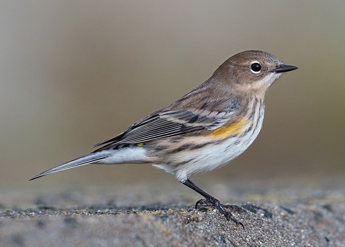 Myrtle Warbler