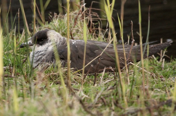Arctic Skua
