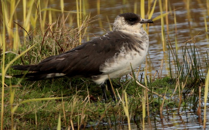 Arctic Skua