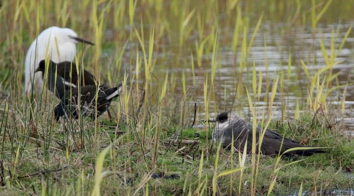 Arctic Skua