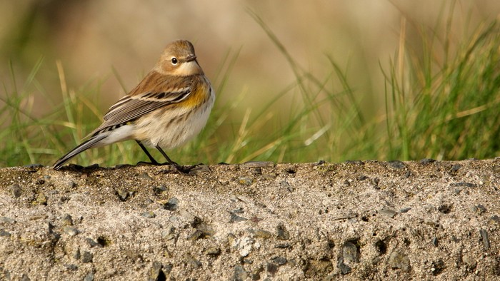 Myrtle Warbler