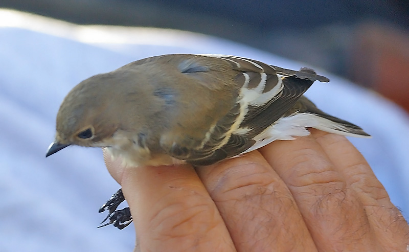 Collared Flycatcher