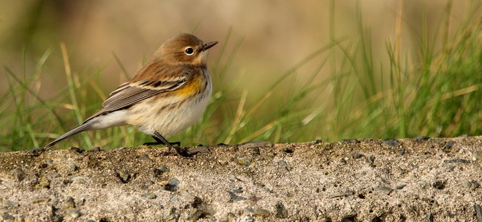 Myrtle Warbler
