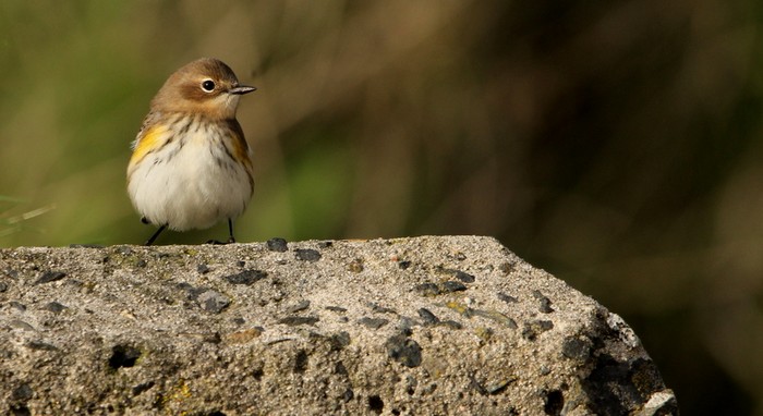Myrtle Warbler