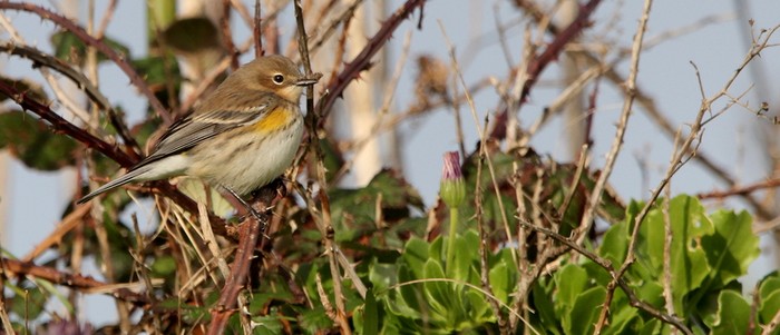 Myrtle Warbler