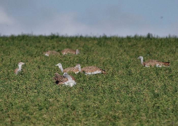 Great Bustard