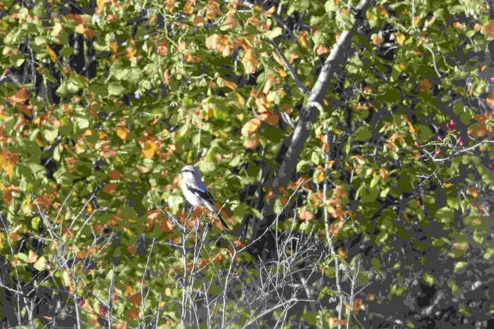 Great Grey Shrike