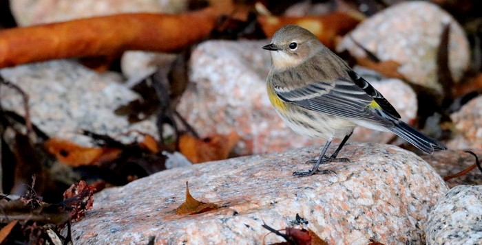 Myrtle Warbler