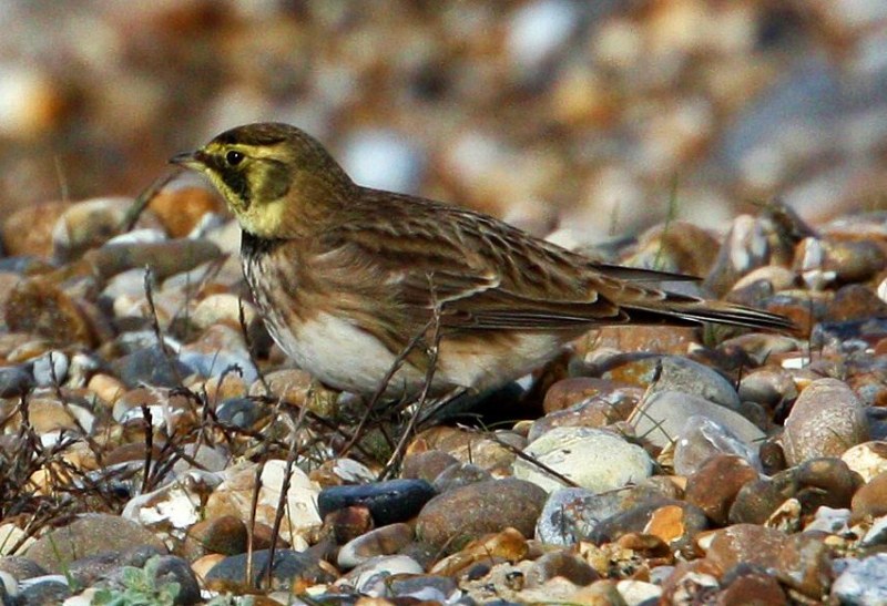 Shorelark