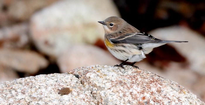 Myrtle Warbler
