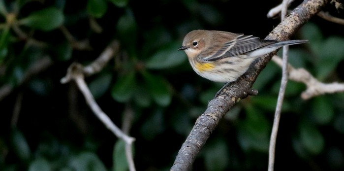 Myrtle Warbler