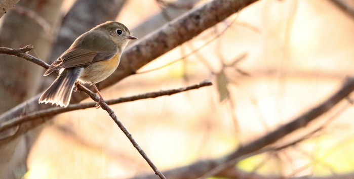 Red-flanked Bluetail