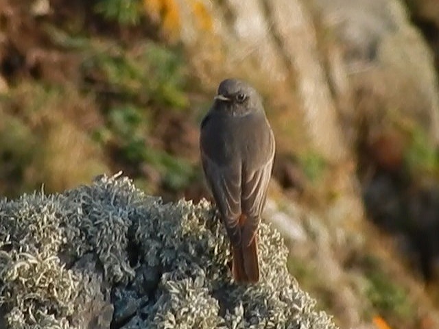 Black Redstart