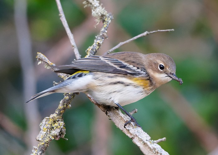 Myrtle Warbler