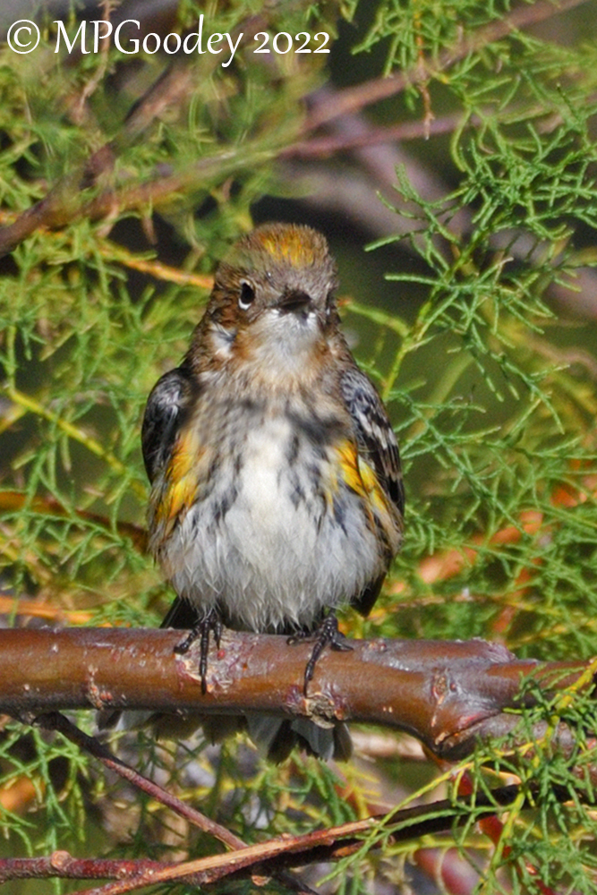 Myrtle Warbler