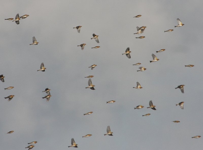 Brambling