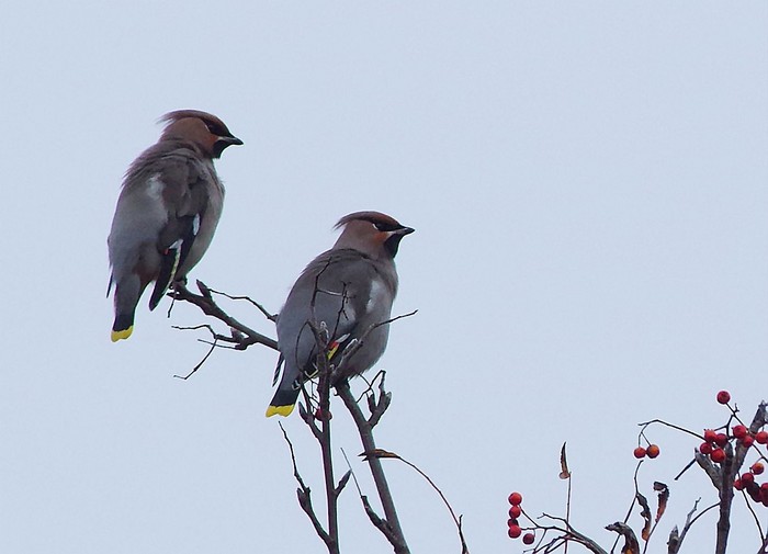 Waxwing