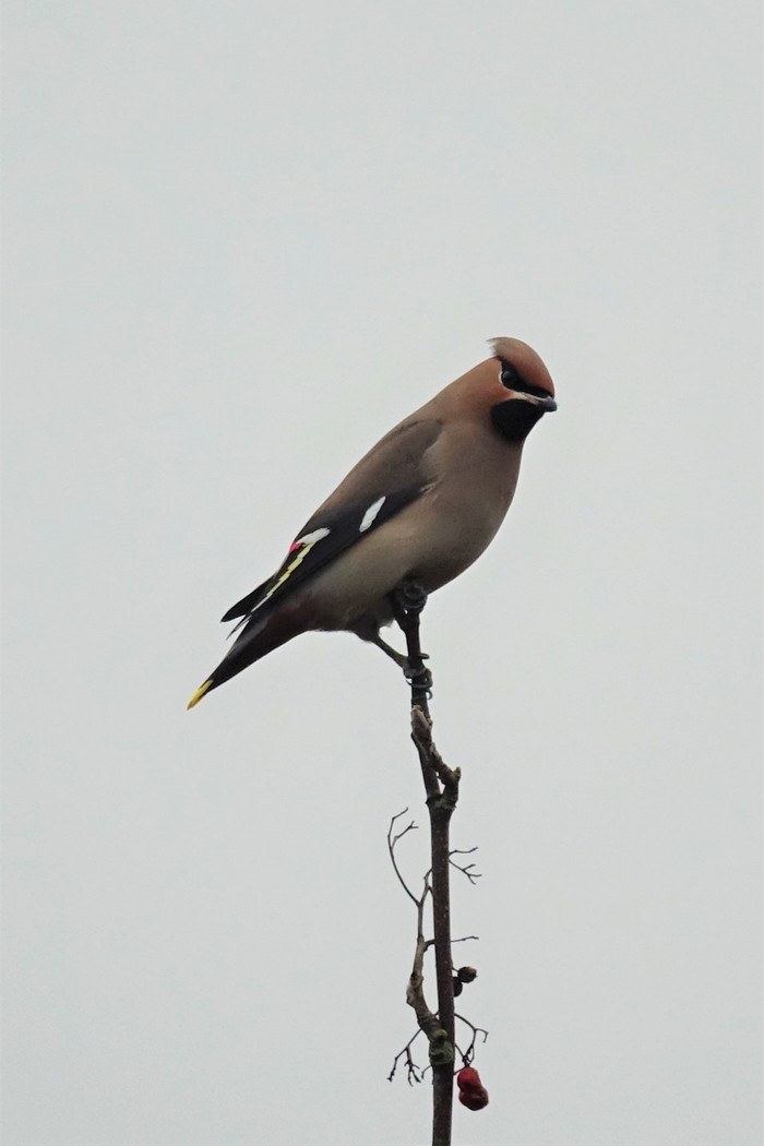 Waxwing