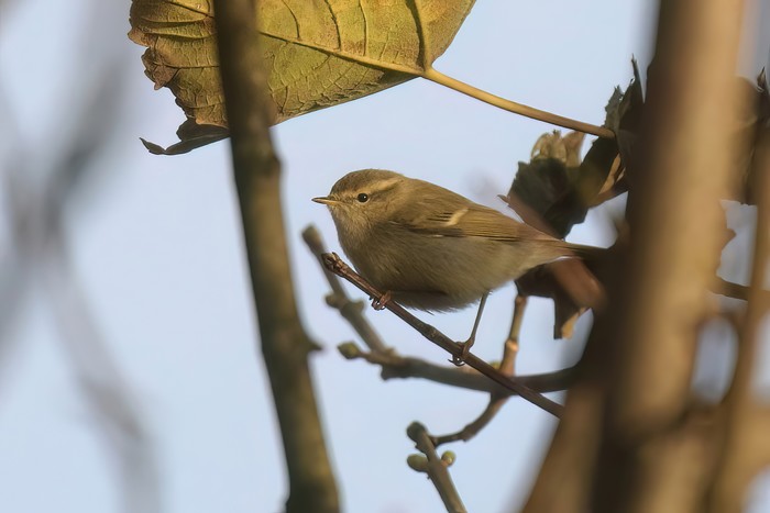 Hume's Warbler