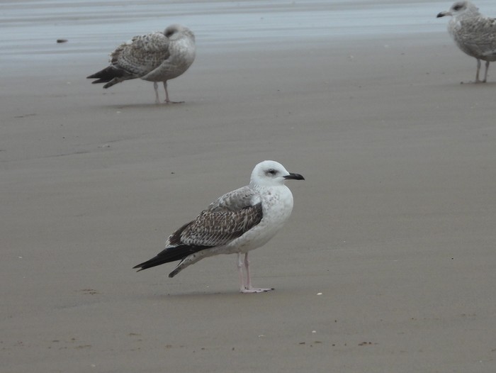 Caspian Gull