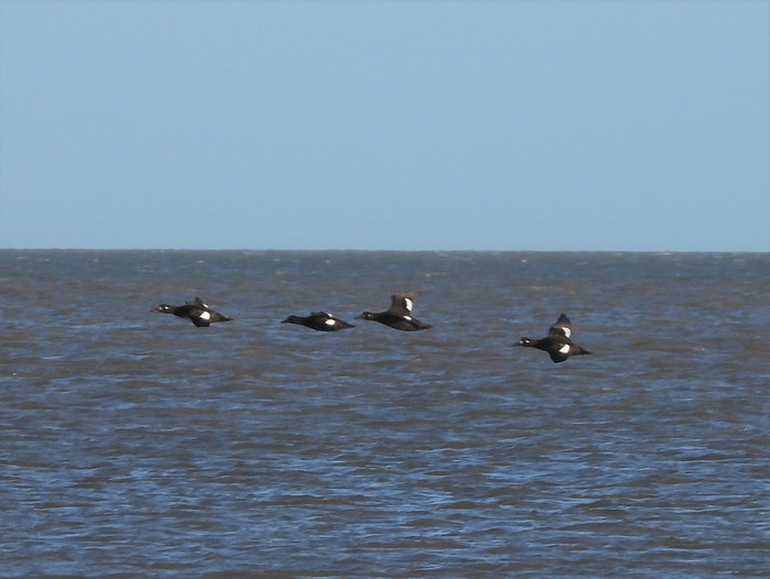 Velvet Scoter