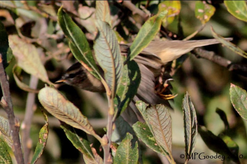 Dusky Warbler
