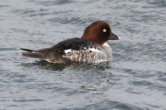 Goldeneye
