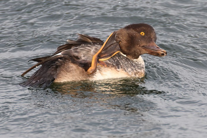 Goldeneye