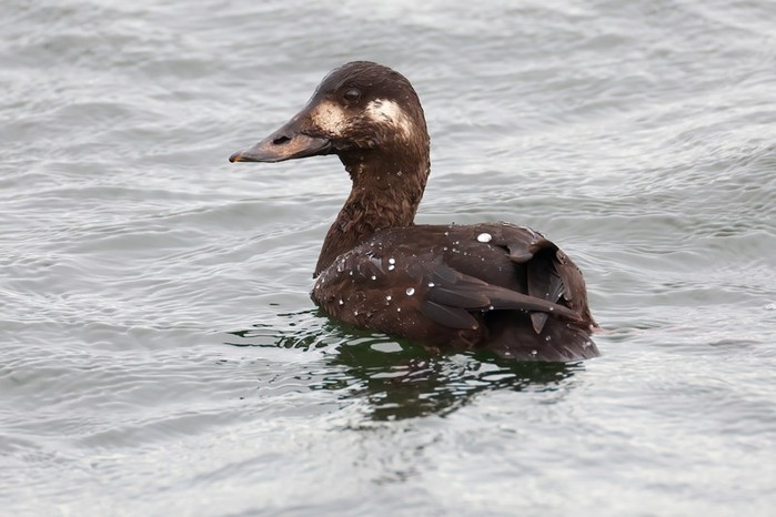 Velvet Scoter