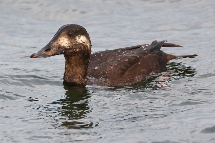 Velvet Scoter