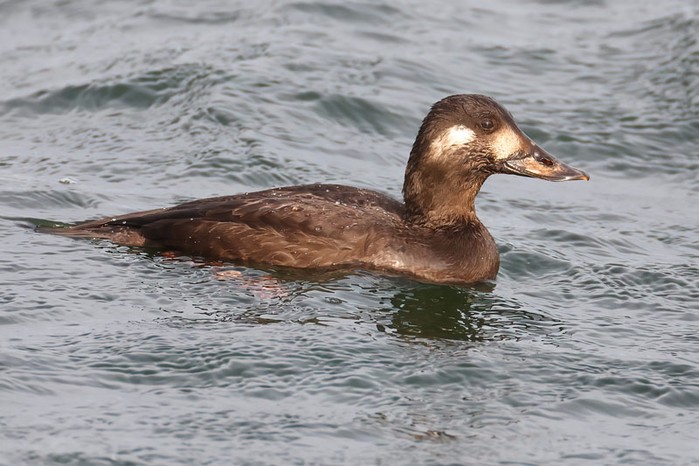 Velvet Scoter