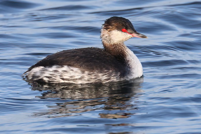 Slavonian Grebe