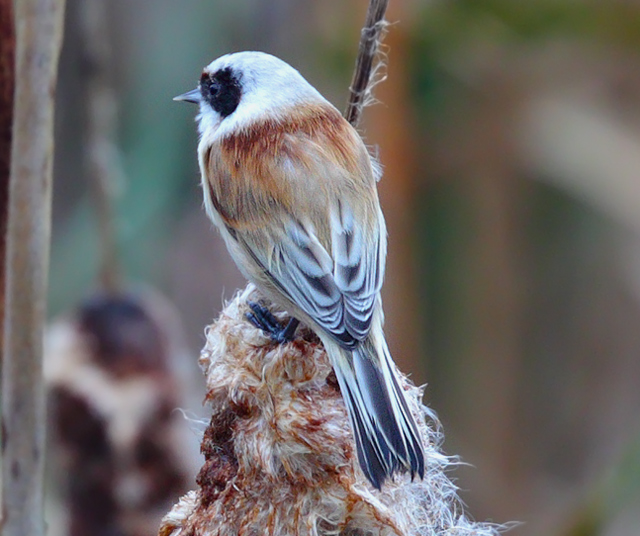 Penduline Tit
