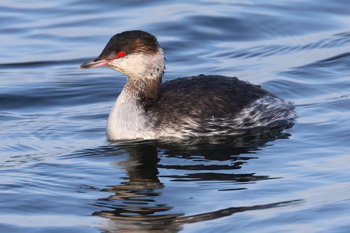 Slavonian Grebe