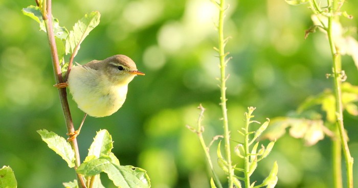 Willow Warbler