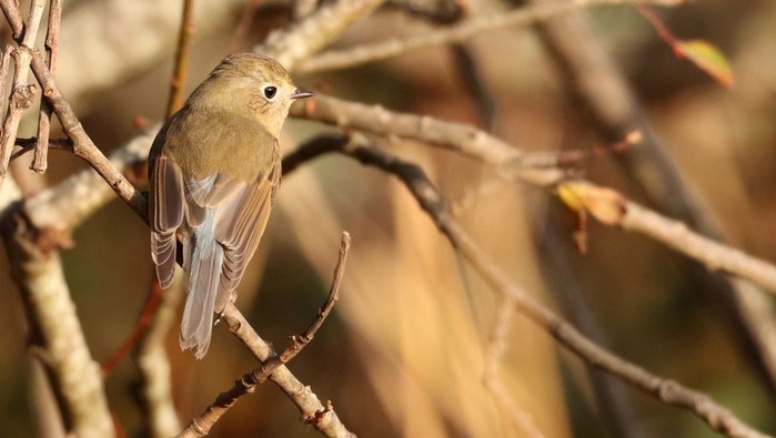 Red-flanked Bluetail