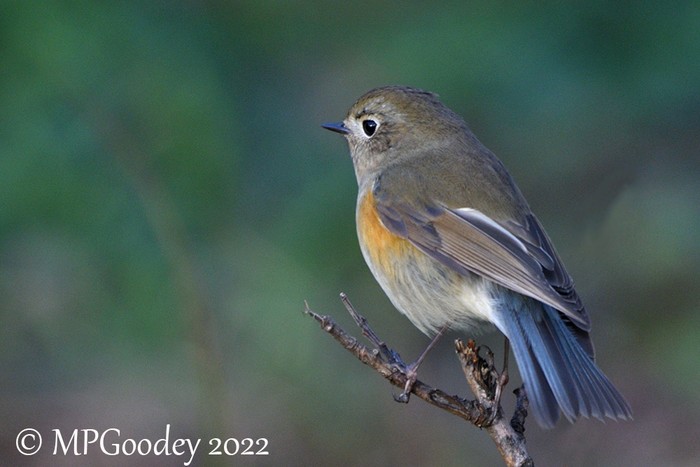 Red-flanked Bluetail