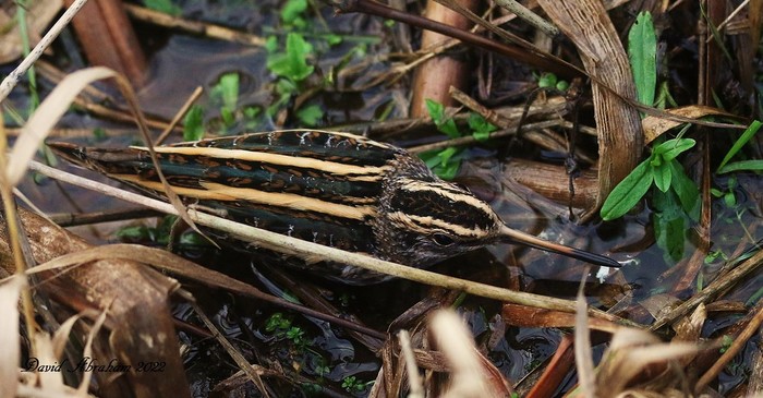 Jack Snipe 