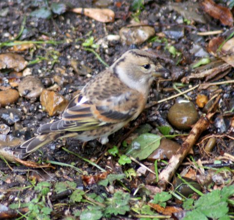 Brambling