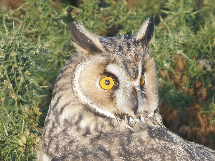 Long-eared Owl